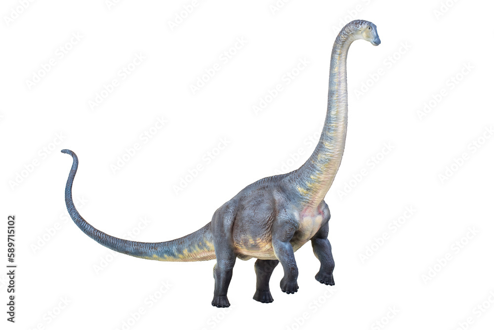 Fototapeta premium dinosaur , Brontosaurus isolated background