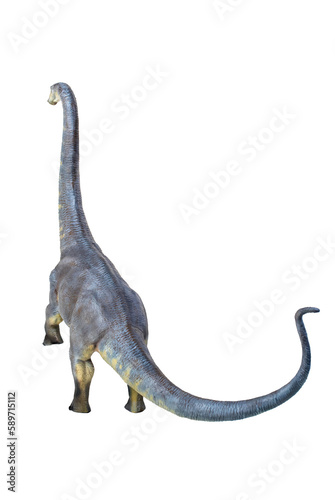dinosaur   Brontosaurus isolated background