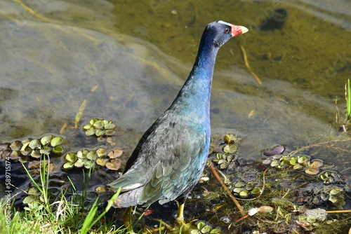 Black Bird in the Botanical Garden of Bogota Colombia
