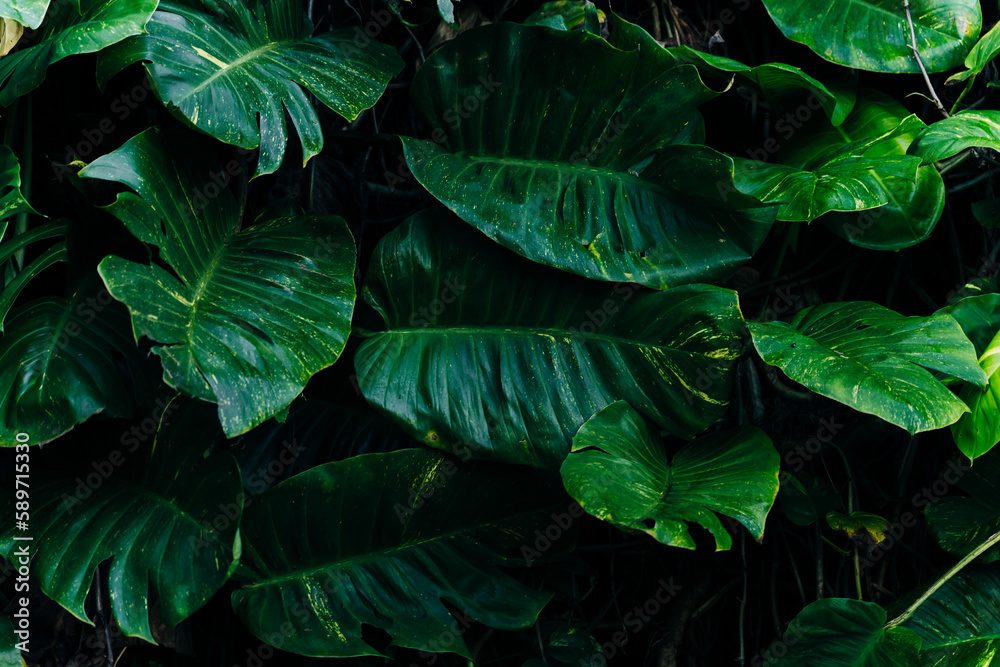 Creative tropical green leaves layout. Nature spring concept. Flat lay.