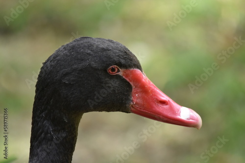 Black Duck with Red Bill