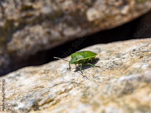 Chinche verde en la Sierra de Guadarrama