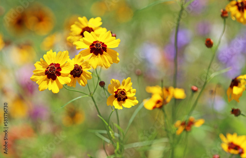 Yellow coreopsis flowers