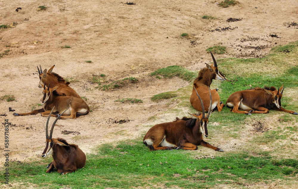 Obraz premium A sable antelope herd resting in an open range.