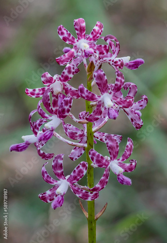 Dipodium variegatum (Slender or Blotched Hyacinth-orchid) - endemic to south-east Australia - a leafless plant which obtains nourishment from decaying wood or plant matter