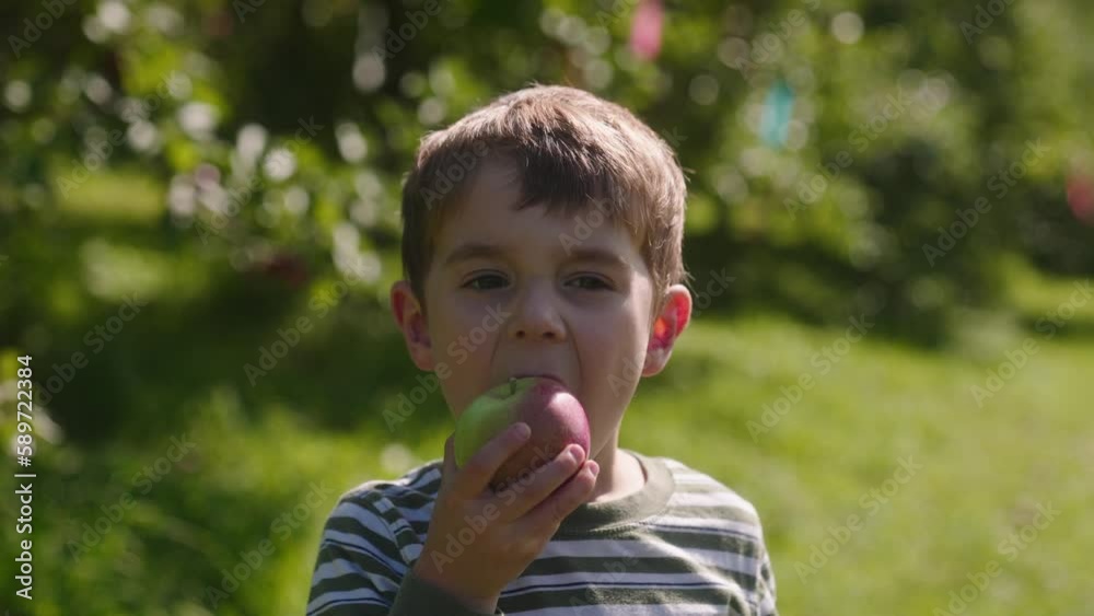 Little boy takes a first bite from a freshly picked apple on a sunny day at an orchard. Little boy takes a first bite from a freshly picked apple on a sunny day at an orchard.