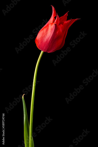 Flower of red tulip closeup, isolated on black background