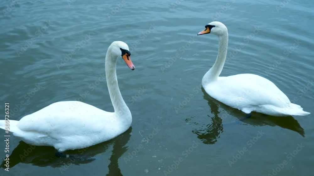 Two stunning white swans floating face to face and creating a heart with their heads. Two stunning white swans floating face to face and creating a heart with their heads.