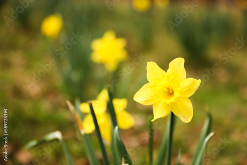 colorful flowers during springtime represents new beginnings, growth, and renewal. The various colors symbolize different emotions and ideas such as happiness, love, gratitude, and appreciation