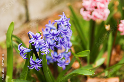 colorful flowers during springtime represents new beginnings  growth  and renewal. The various colors symbolize different emotions and ideas such as happiness  love  gratitude  and appreciation