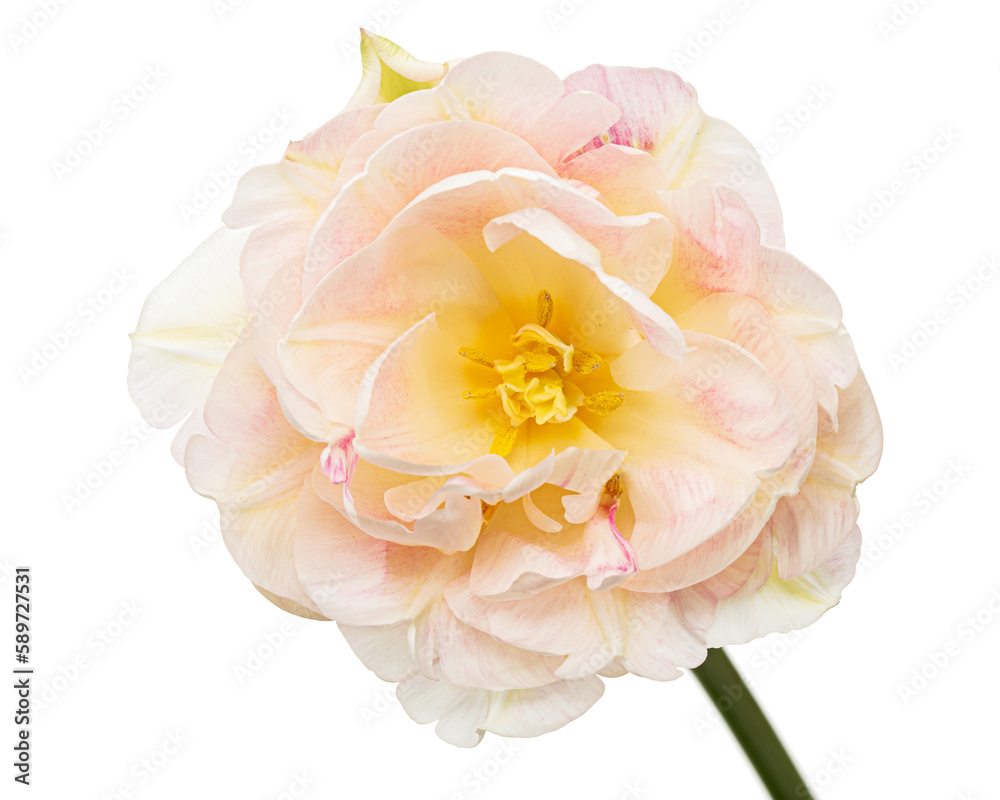 Soft cream tulip flower, isolated on white background