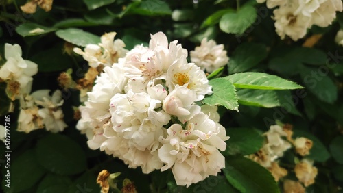 white and yellow flowers