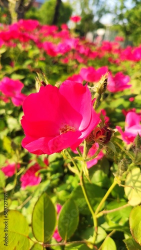 pink rose in garden