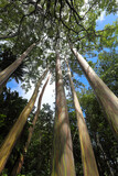 Looking up at the colorful trunks and canopy of rainbow Eucalyptus trees , Eucalyptus deglupta, Maui, Hawaii 