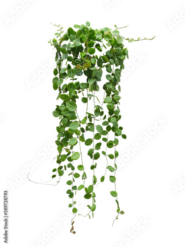 Fotografia Hanging vine plant succulent leaves of Hoya (Dischidia ovata Benth), indoor houseplant isolated on transparent background
