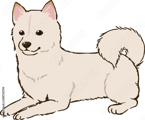 ふせる柴犬（白柴）
