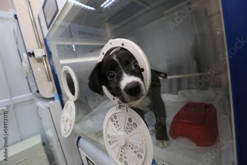 Sick puppy in an incubator at the veterinary office in Istanbul, Turkey.
