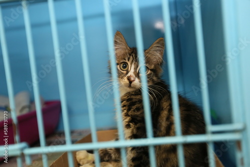 The kitten is in a cage at the pet motel in Istanbul, Turkey.