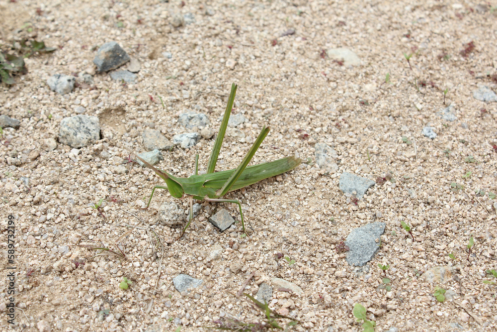 long-headed grasshopper on soil background.