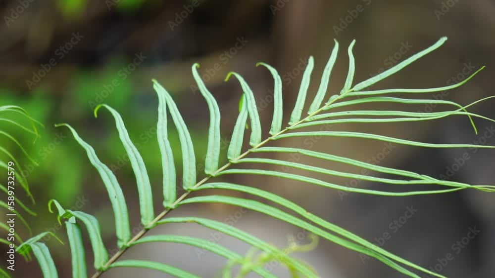 Pteris vittata (Also known as Chinese brake, Chinese ladder brake ...