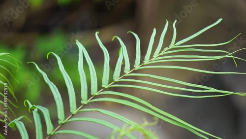 Pteris vittata (Also known as Chinese brake, Chinese ladder brake, simply ladder brake, Pakis rem cina). It is grown in gardens for its attractive appearance or used in pollution control schemes photo