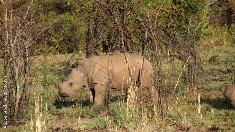 Small white rhinoceros calf walks out from behind mother in grassy bushveld Small white rhinoceros calf walks out from behind mother in grassy bushveld