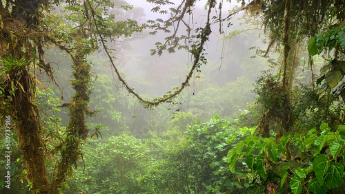 Fotografiet Liane im Nebelwald Monteverde, Tropical rainforest jungle with lush plants and l