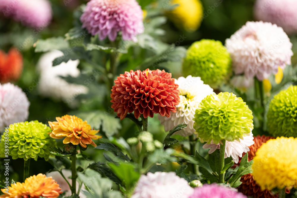 Ping-pong chrysanthemum grown in botanical gardens Ping-pong chrysanthemum grown in botanical gardens