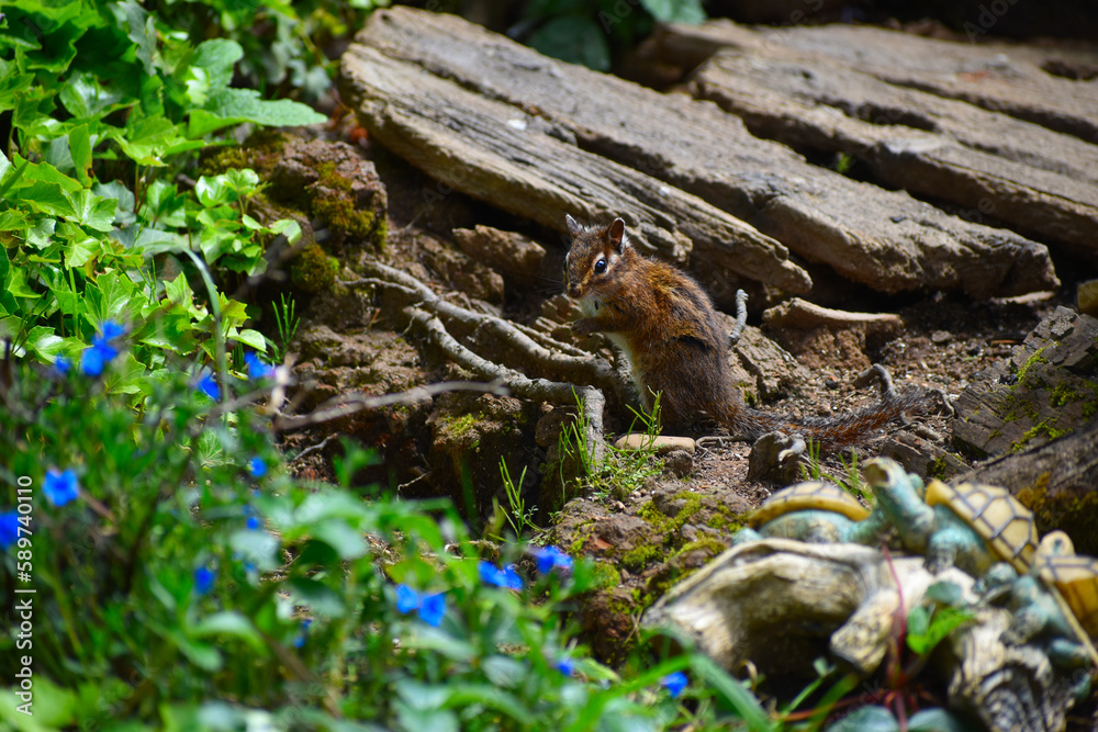 Obraz premium Chipmunk in Garden