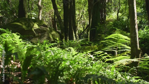 Australia lush green temperate rain forests of New South Wales photo