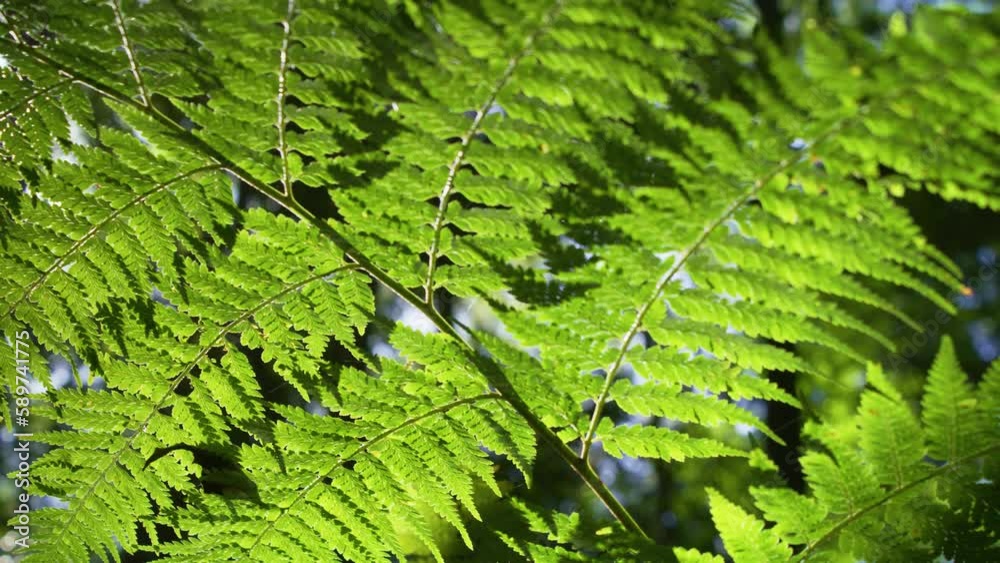 Forest fern leaf in lush green temperate rainforest environment Australia Forest fern leaf in lush green temperate rainforest environment Australia