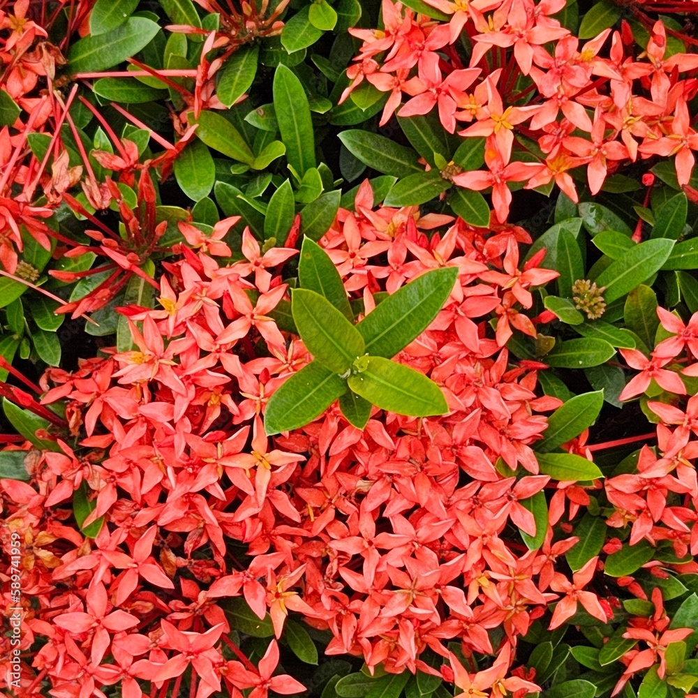 small flowers small flowers