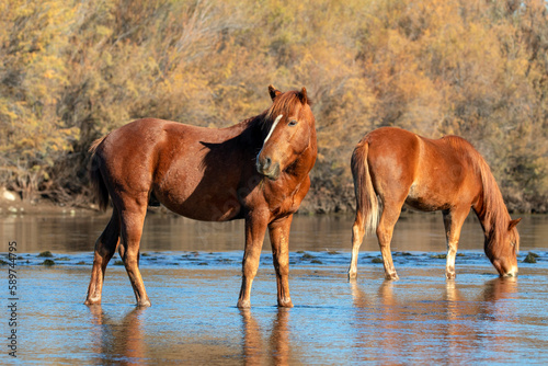 Dark and light bay stallions standing in water during morning golden hour in the Salt Creek near Mesa Arizona United States