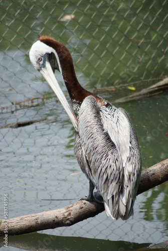 Brown Pelican