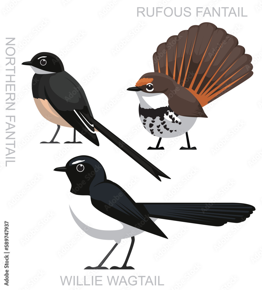 Fototapeta premium Cute Bird Australian Fantail Wagtail Set Cartoon Vector