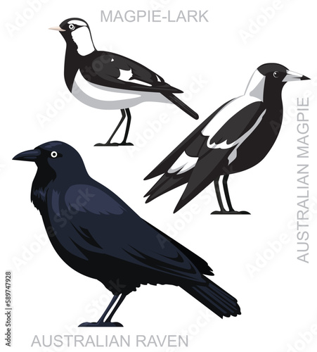 Cute Bird Australian Magpie Raven Lark Set Cartoon Vector photo