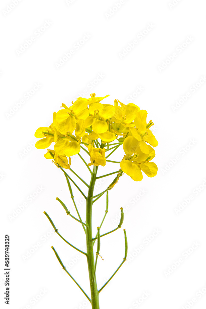 Blossoms, rapeseed flowers isolated on white background, Blossoms, rapeseed flowers isolated on white background,