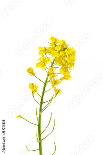 Blossoms, rapeseed flowers isolated on white background, 