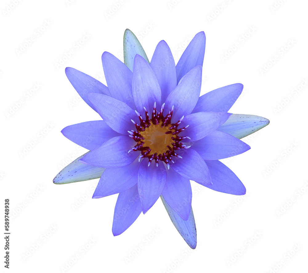 Lotus or Water lily or Nymphaea flower. Close up blue-purple lotus flower isolated on transparent background.
