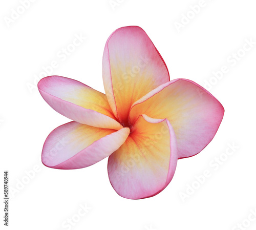 Plumeria or Frangipani or Temple tree flower. Close up pink-yellow plumeria flowers isolated on transparent background.