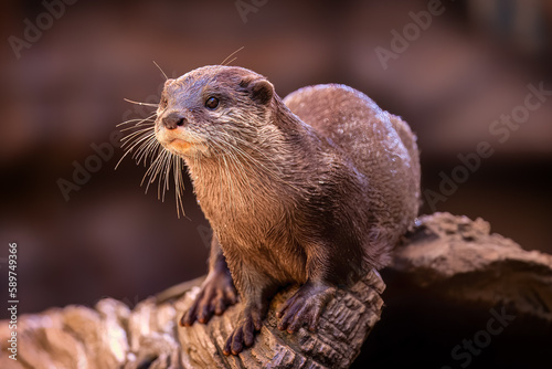 Adorable Otter posing for a portrait