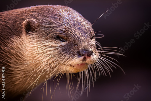 Adorable Otter posing for a portrait