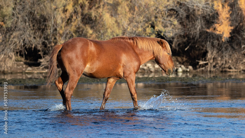 Morning sunlight on Bay stallion wild horse in Salt Creek canyon near Mesa Arizona United States