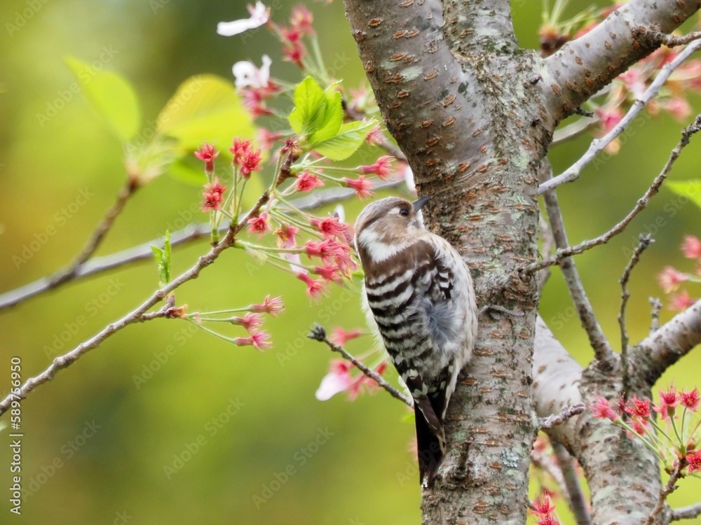 Obraz premium コゲラ