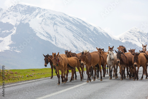 background snowy mountains and free horses  Cukurca  Hakkari