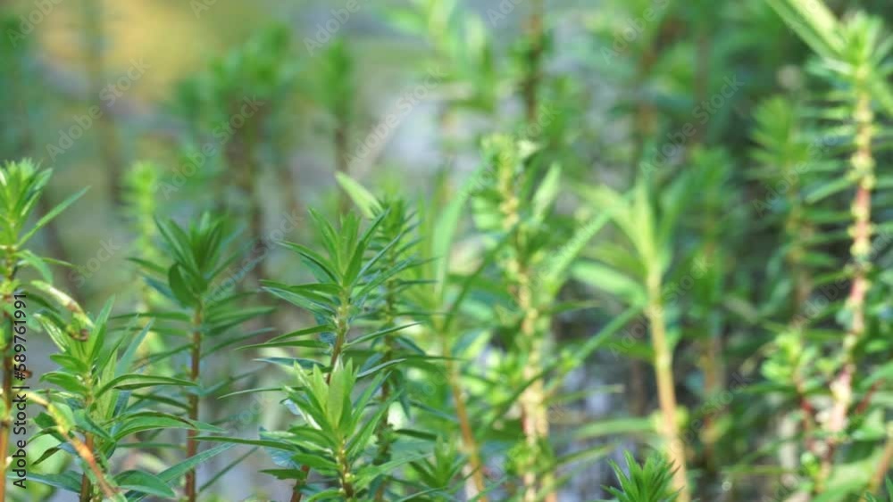 Rotala ramosior (also known lowland rotala) grass. This plant is sometimes grown in aquariums. Rotala ramosior (also known lowland rotala) grass. This plant is sometimes grown in aquariums.