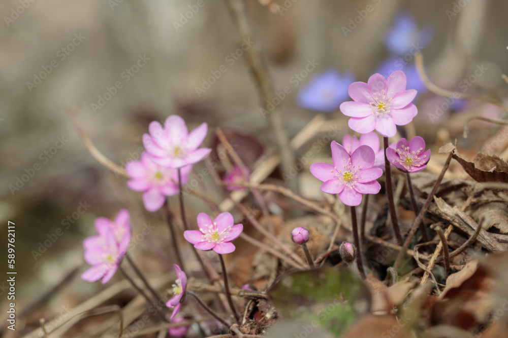 Group of pink common hepatica flowers (Hepatica triloba). Blue variety in background.