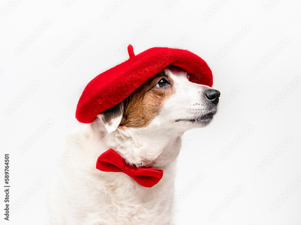 Portrait of a dog in a red beret and with a butterfly around his neck, sitting on a white background. The concept of creativity, art.