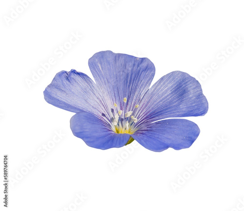 perennial blue flax (linum perenne) flower isolated