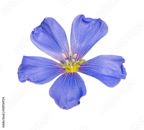 Fototapeta Naklejka Na Ścianę i Meble -  blue flax flower closeup on white background